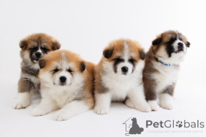 Photo №1. akita (chien) - à vendre en ville de Faun | négocié | Annonce №169674