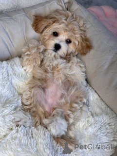 Photo №1. maltipu - à vendre en ville de Ilili | négocié | Annonce №146117