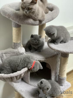 Photo №1. british shorthair - à vendre en ville de Гамбург | 400€ | Annonce № 119437