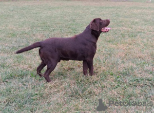 Photos supplémentaires: Labrador prêt à s'accoupler