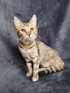 Photo №4. Je vais vendre  en ville de Rivière moscou. annonce privée - prix - Gratuit