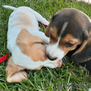 Photo №1. beagle - à vendre en ville de Berne | négocié | Annonce №123419