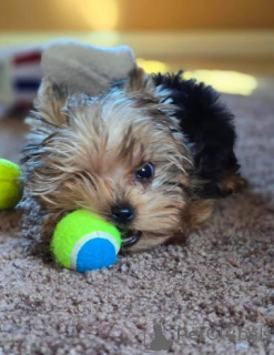 Photo №4. Je vais vendre yorkshire terrier en ville de Heusenstamm. annonce privée - prix - 580€