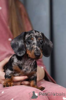 Photo №2 de l'annonce № 138806 de la vente chien bâtard - acheter à La Grande-Bretagne éleveur