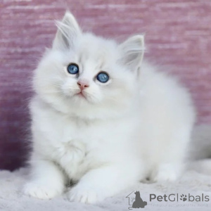 Photo №1. ragdoll - à vendre en ville de Dietzenbach | 350€ | Annonce № 177581
