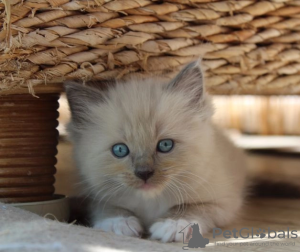 Photo №1. ragdoll - à vendre en ville de Hawaiian Paradise Park | 331€ | Annonce № 114992