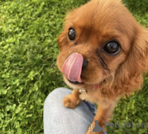 Photo №1. cavalier king charles spaniel - à vendre en ville de Франкфурт-на-Майне | 500€ | Annonce №98513