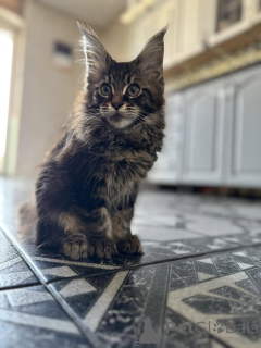 Photo №2 de l'annonce № 138049 de la vente maine coon - acheter à Espagne annonce privée