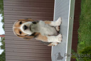 Photo №3. chiots beagle. Fédération de Russie