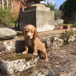 Photo №1. clumber spaniel - à vendre en ville de Miami | négocié | Annonce №63946