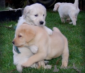 Photo №1. golden retriever - à vendre en ville de Härnösand | 319€ | Annonce №143859