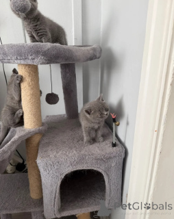 Photo №4. Je vais vendre british shorthair en ville de Gamprin. annonce privée - prix - négocié