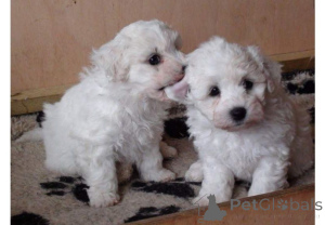Photo №1. bichon à poil frisé - à vendre en ville de Augustdorf | 450€ | Annonce №169417