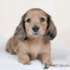 Photo №1. teckel - à vendre en ville de Berlin | 500€ | Annonce №137583