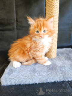 Photo №3. chaton Maine Coon garçon. Fédération de Russie