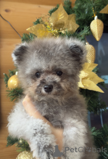 Photo №1. caniche (nain) - à vendre en ville de Krasnodar | 1833€ | Annonce №155084