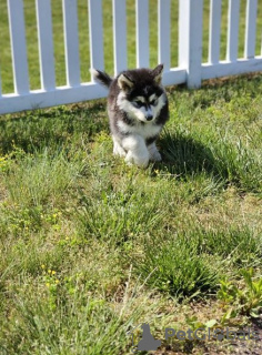 Photo №3. Un paquet de chiots Malamute d'Alaska prêts à amener un garçon dans n'importe. USA