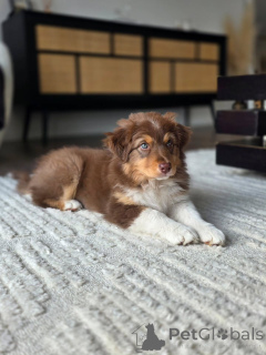 Photo №2 de l'annonce № 167037 de la vente berger australien - acheter à Pays Bas éleveur