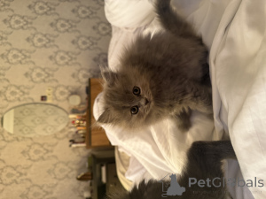 Photo №3. Chaton. Georgia