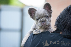 Photo №2 de l'annonce № 143403 de la vente  - acheter à Georgia annonce privée