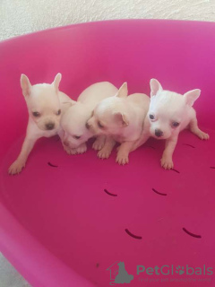 Photo №1. chihuahua - à vendre en ville de Novi Bečej | négocié | Annonce №92920