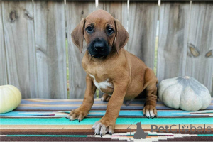 Photo №1. chien de rhodésie à crête dorsale - à vendre en ville de Bergkamen | 350€ | Annonce №171454