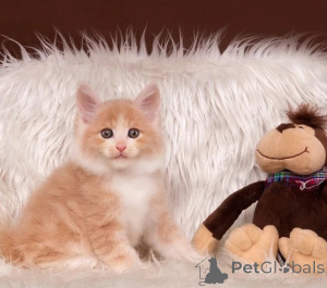 Photo №1. bobtail américain à longs poils - à vendre en ville de Amsterdam | négocié | Annonce № 178783