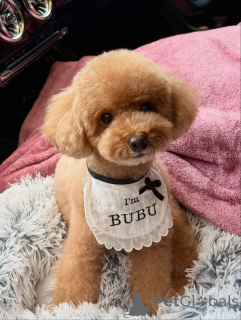 Photo №1. caniche (jouet) - à vendre en ville de Berlin | 550€ | Annonce №167646