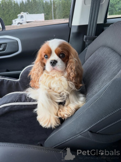 Photo №4. Je vais vendre cavalier king charles spaniel en ville de Helsinki. annonce privée - prix - 600€
