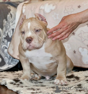 Photo №4. Je vais vendre american bully en ville de Houston. annonce privée - prix - 1063€