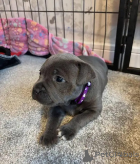 Photo №1. american pit bull terrier - à vendre en ville de Delaware | Gratuit | Annonce №167434