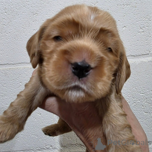 Photo №1. cocker spaniel anglais - à vendre en ville de Espoo | négocié | Annonce №162437