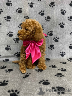 Photo №4. Je vais vendre caniche (jouet) en ville de Belgrade.  - prix - négocié