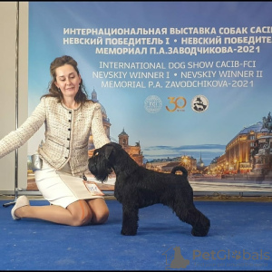 Photo №3. Chiots noirs schnauzer nain. Fédération de Russie