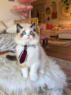 Photo №1. ragdoll - à vendre en ville de Deutsch-wagram | négocié | Annonce № 155564
