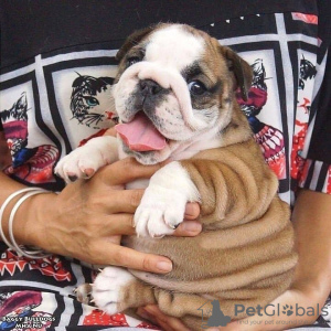 Photo №1. bulldog anglais - à vendre en ville de Genève | négocié | Annonce №94742