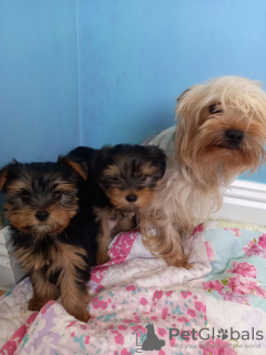 Photo №1. yorkshire terrier - à vendre en ville de Munich | 246€ | Annonce №43028