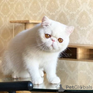 Photo №4. Je vais vendre exotic shorthair en ville de Anvers. annonce privée, éleveur - prix - 500€