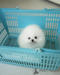 Photo №1. spitz nain - à vendre en ville de Liberc | négocié | Annonce №155013