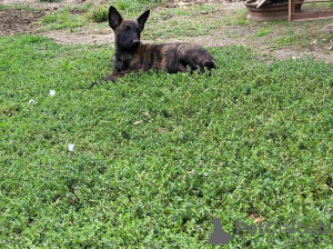 Photos supplémentaires: Chiots berger hollandais