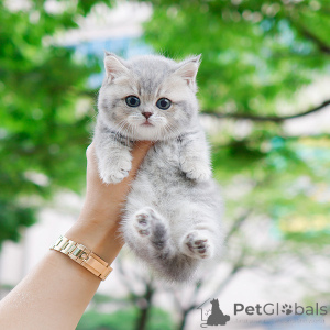 Photo №1. munchkin - à vendre en ville de New york | 372€ | Annonce № 152207