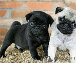 Photo №1. carlin - à vendre en ville de Vienne | négocié | Annonce №156901