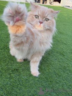 Photo №3. Douce, douce et pleine de grâce, rencontrez Anya, la princesse des neiges de. Islande