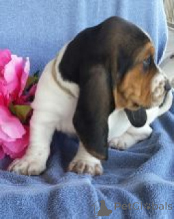 Photo №1. basset hound - à vendre en ville de Espoo | négocié | Annonce №175133