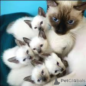 Photo №1. siamois - à vendre en ville de Helsinki | 580€ | Annonce № 164664