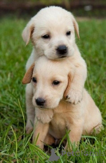 Photo №2 de l'annonce № 168816 de la vente labrador retriever - acheter à USA annonce privée