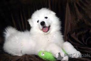 Photo №3. Chiots Samoyed. Allemagne