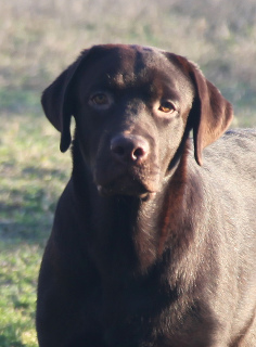 Photo №1. labrador retriever - à vendre en ville de Херсон | 800€ | Annonce №4733