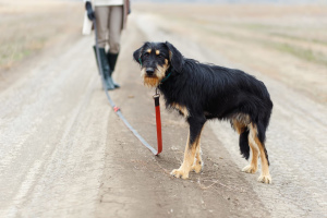 Photo №4. Je vais vendre chien d'arrêt allemand à poil dur en ville de Москва. annonce privée - prix - Gratuit