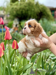 Photo №4. Je vais vendre cavalier king charles spaniel en ville de Minsk. de la fourrière - prix - négocié